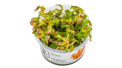Rotala macrandra