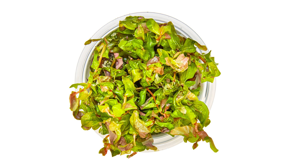 Rotala macrandra von oben