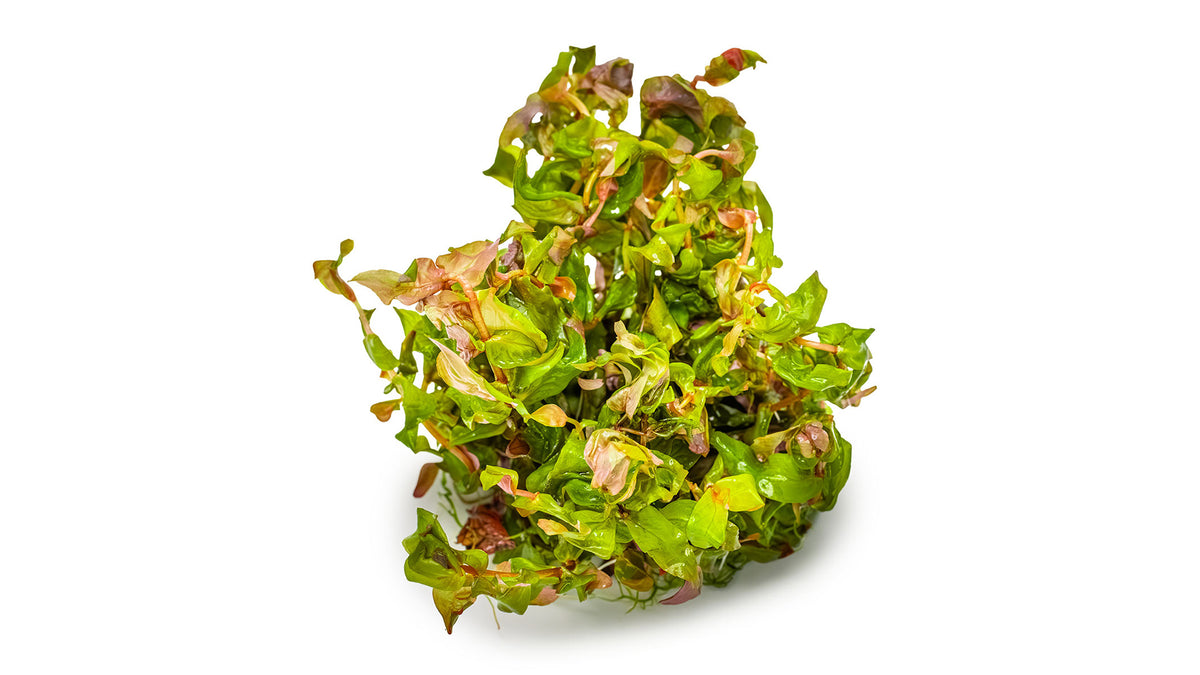 Rotala macrandra