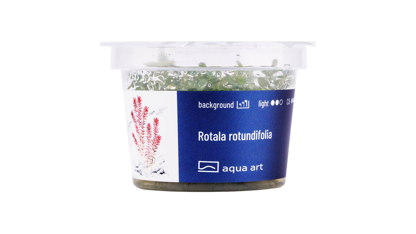 Rotala rotundifolia - InVitro - GarnelenTv-Shop

Rotala rotundifolia – Rote InVitro Hintergrundpflanze

