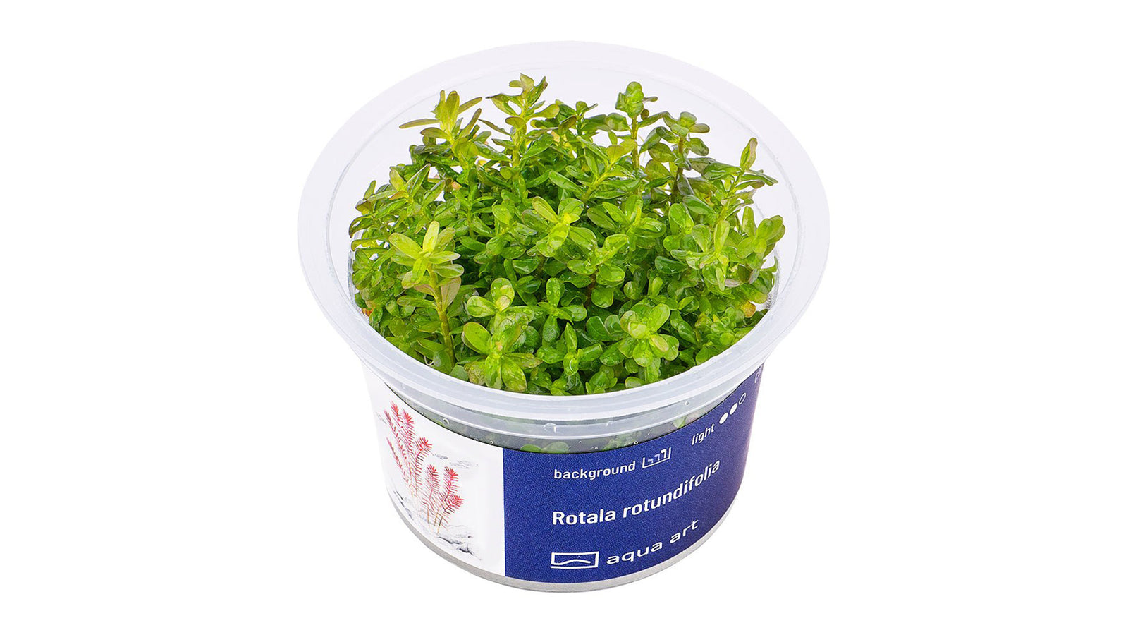 Rotala rotundifolia - InVitro - GarnelenTv-Shop

Rotala rotundifolia – Rote InVitro Hintergrundpflanze

