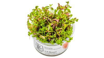 Rotala rotundifolia 'Blood Red' - Rotala „Blutrot“
