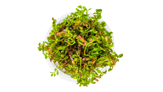 Rotala rotundifolia 'Blood Red' von oben