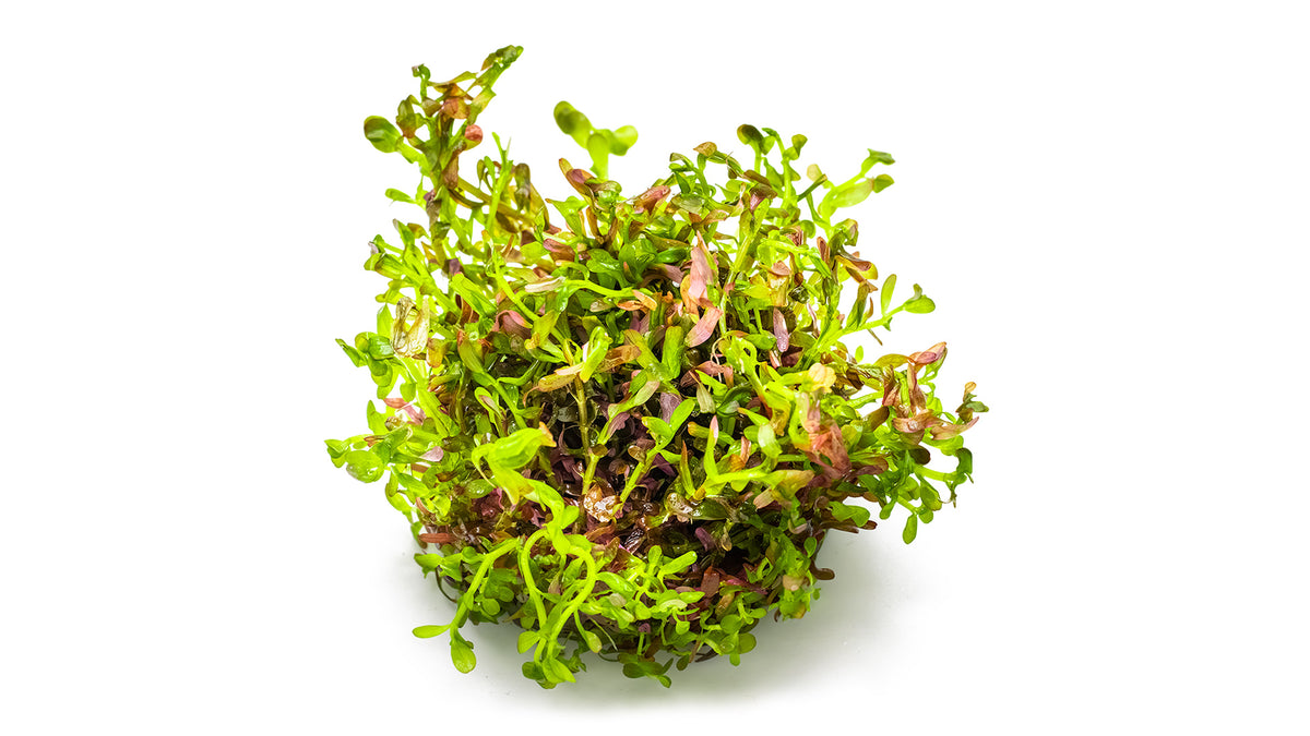 Rotala rotundifolia &#39;Blood Red&#39;