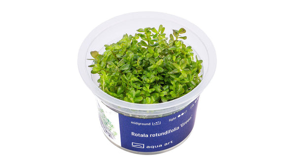 Rotala rotundifolia 'Green' - InVitro