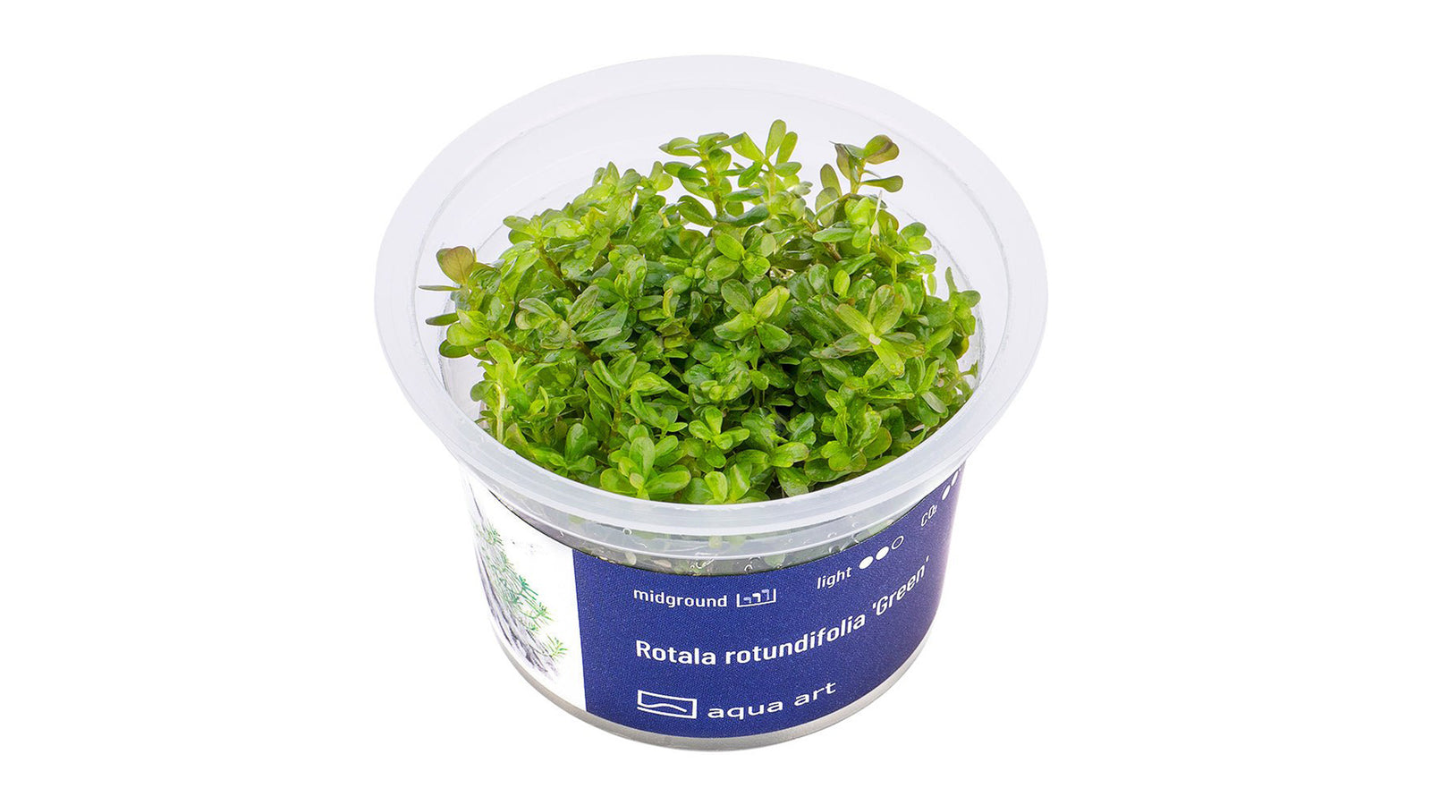 Rotala rotundifolia 'Green' - InVitro