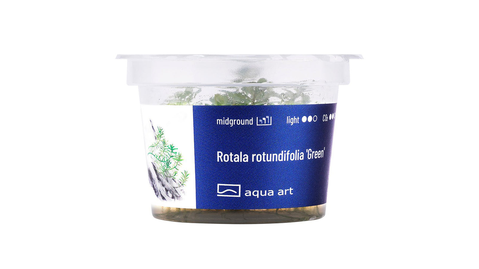 Rotala rotundifolia 'Green' - InVitro