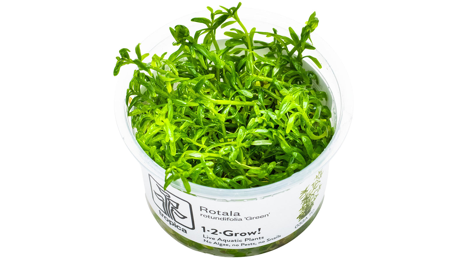 Rotala rotundifolia 'Green' InVitro Pflanze von vorne