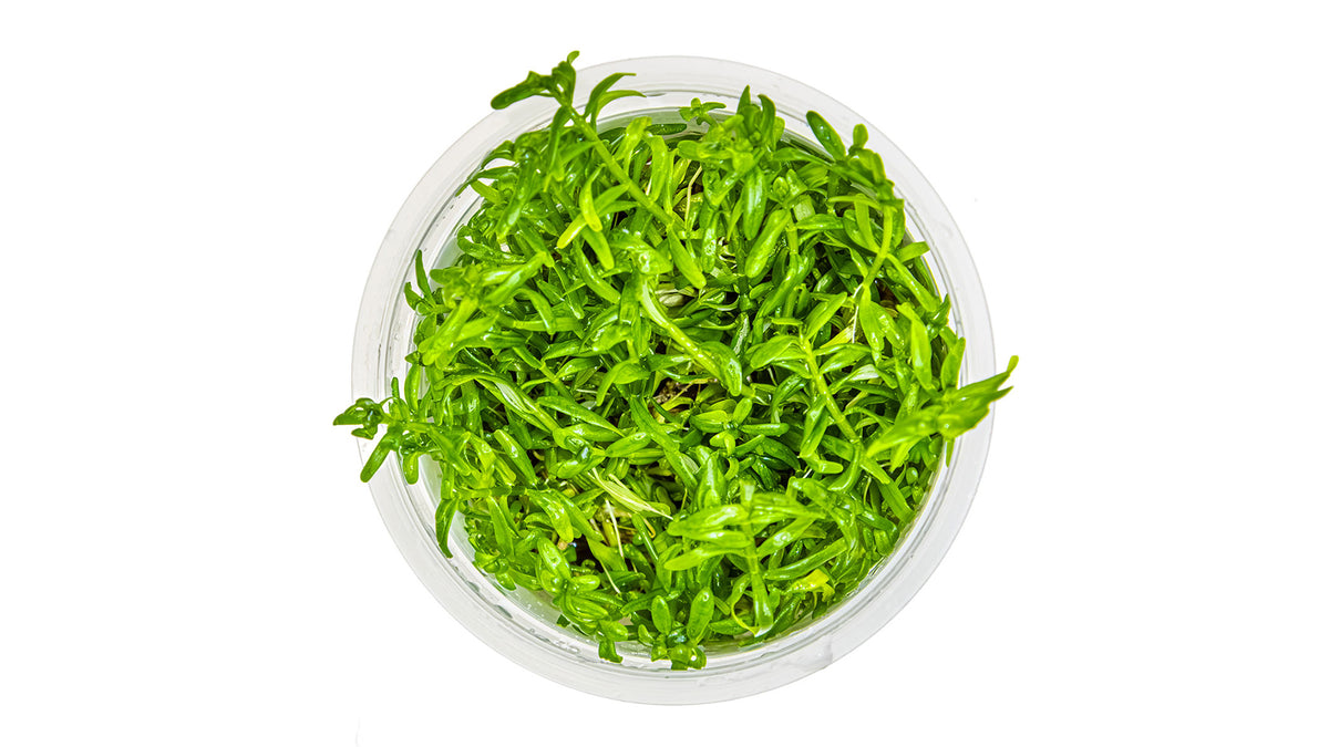 Rotala rotundifolia &#39;Green&#39; InvItro Pflanze von oben