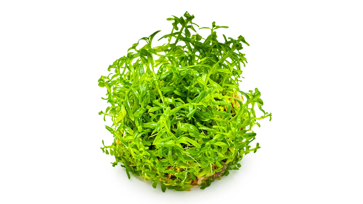 Rotala rotundifolia &#39;Green&#39;