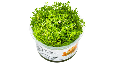 Rotala rotundifolia 'H'ra'