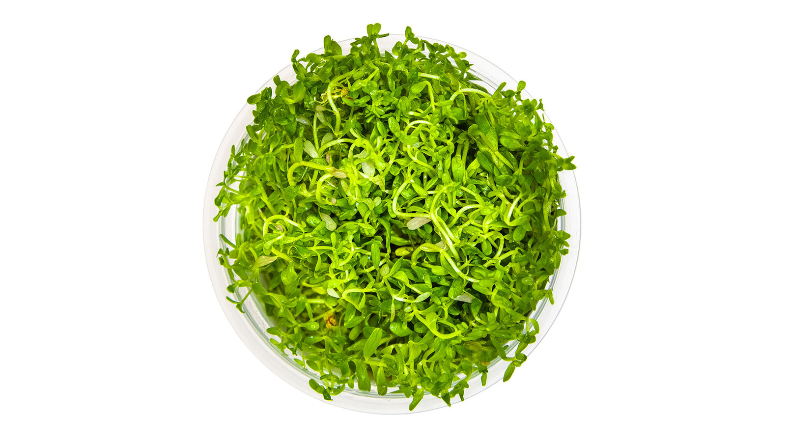 Rotala rotundifolia 'H'ra' InVitro Pflanze