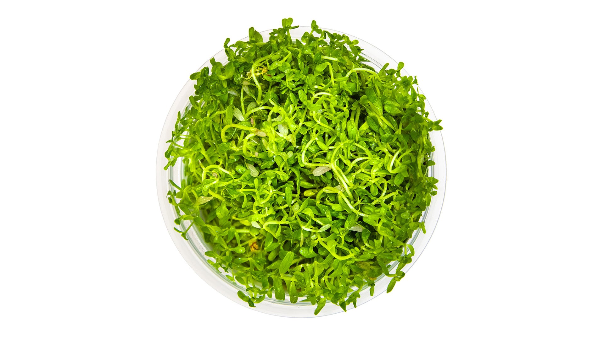 Rotala rotundifolia 'H'ra' InVitro Pflanze