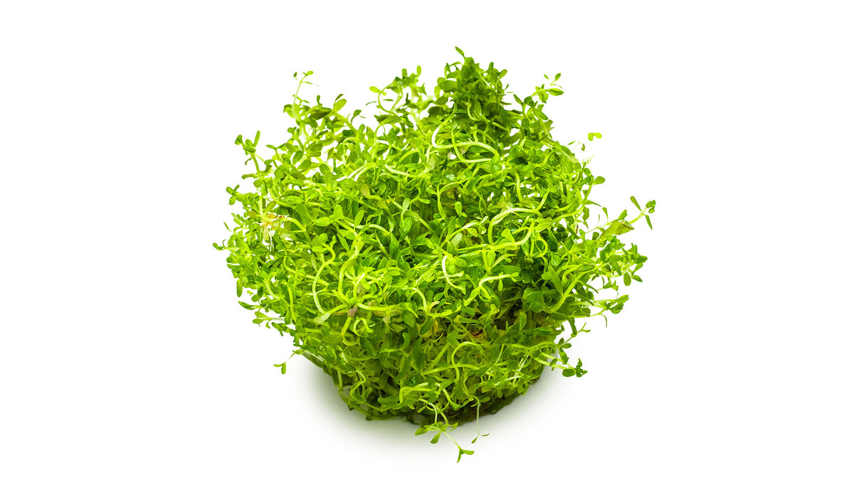 Rotala rotundifolia &#39;H&#39;ra&#39;