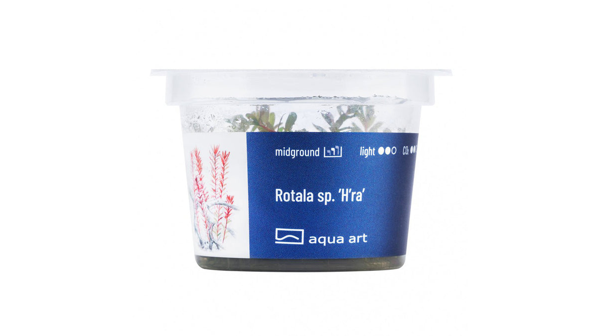 Rotala sp. ’H’ra’ - InVitro - GarnelenTv-Shop

Rotala sp. 'H'ra' – InVitro Aquarienpflanze mit kriechendem Wuchs und oranger Farbe

