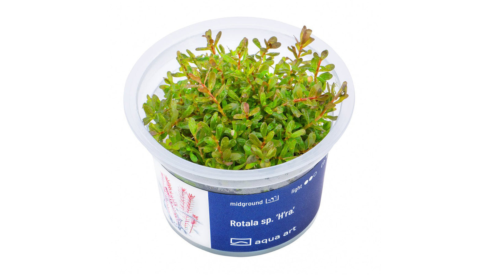 Rotala sp. ’H’ra’ - InVitro - GarnelenTv-Shop

Rotala sp. 'H'ra' – InVitro Aquarienpflanze mit kriechendem Wuchs und oranger Farbe

