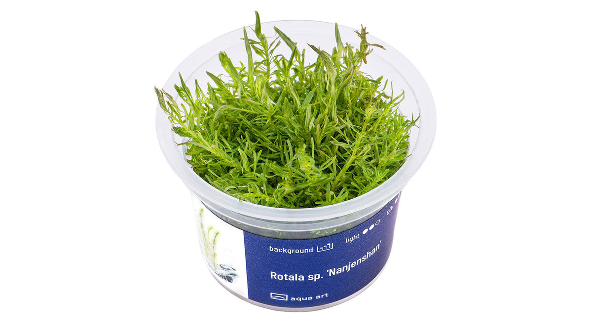 Rotala sp. 'Nanjenshan' - InVitro - GarnelenTv-Shop

Rotala sp. 'Nanjenshan' InVitro – Grüne Pflanze für Aquarien

