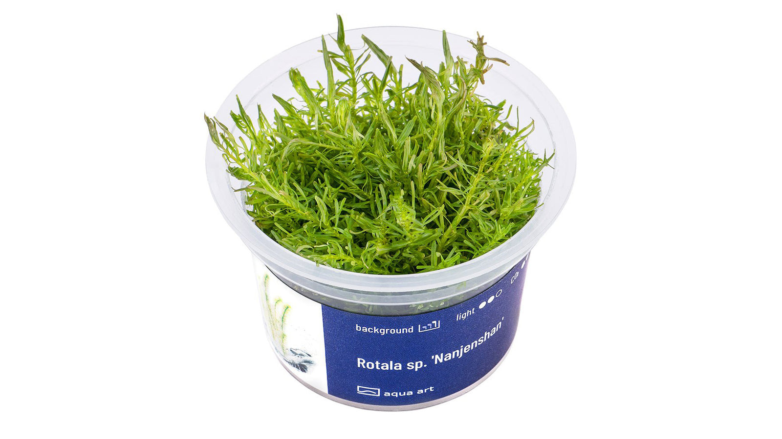 Rotala sp. 'Nanjenshan' - InVitro - GarnelenTv-Shop

Rotala sp. 'Nanjenshan' InVitro – Grüne Pflanze für Aquarien

