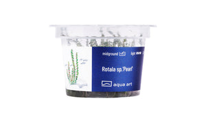 Rotala sp.'Pearl' - InVitro - GarnelenTv-Shop

Rotala sp. 'Pearl' InVitro Aquarienpflanze

