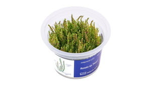 Rotala sp.'Pearl' - InVitro - GarnelenTv-Shop

Rotala sp. 'Pearl' InVitro Aquarienpflanze

