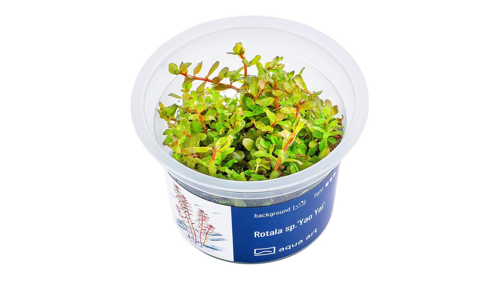 Rotala sp.'Yao Yai' - InVitro - GarnelenTv-Shop

Rotala sp. 'Yao Yai' InVitro – Rote Pflanze für den Hintergrund

