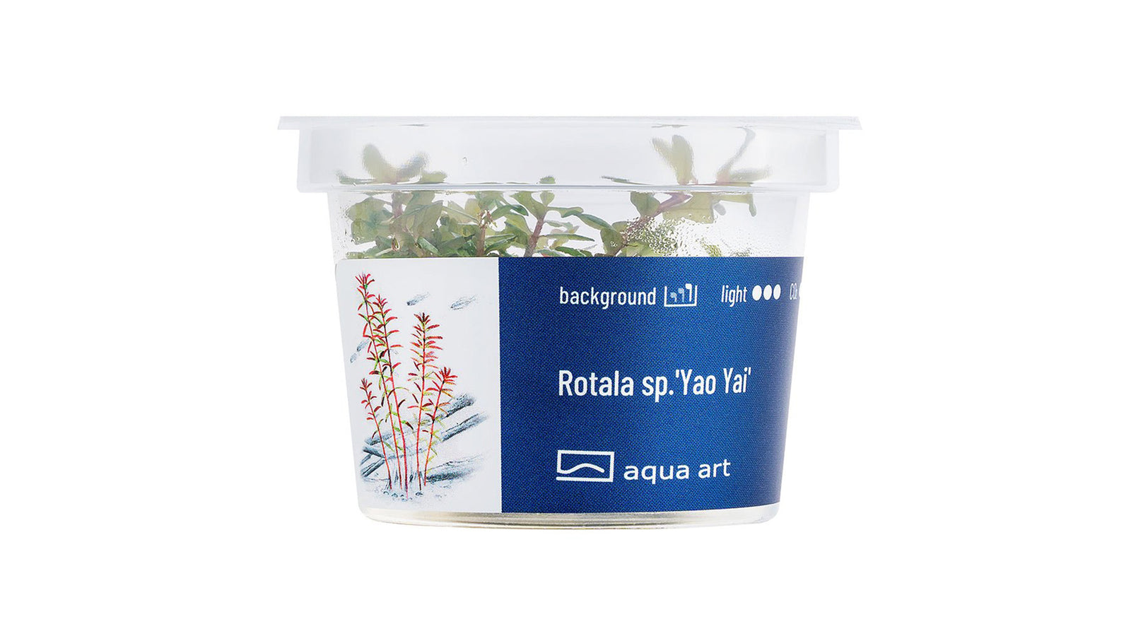 Rotala sp.'Yao Yai' - InVitro - GarnelenTv-Shop

Rotala sp. 'Yao Yai' InVitro – Rote Pflanze für den Hintergrund


