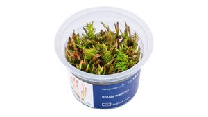 Rotala wallichii - InVitro - GarnelenTv-Shop

Rotala wallichii InVitro – Rote Pflanze für Aquarien

