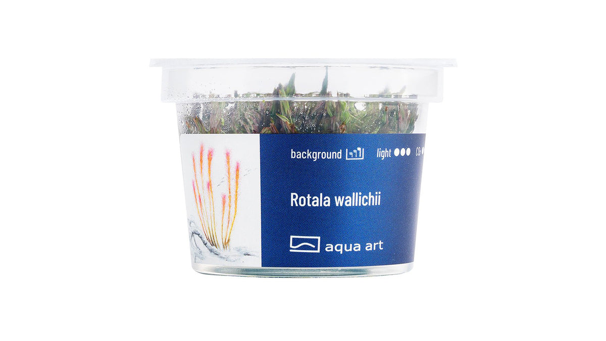 Rotala wallichii - InVitro - GarnelenTv-Shop

Zarte Rotala wallichii mit nadelförmigen Blättern

