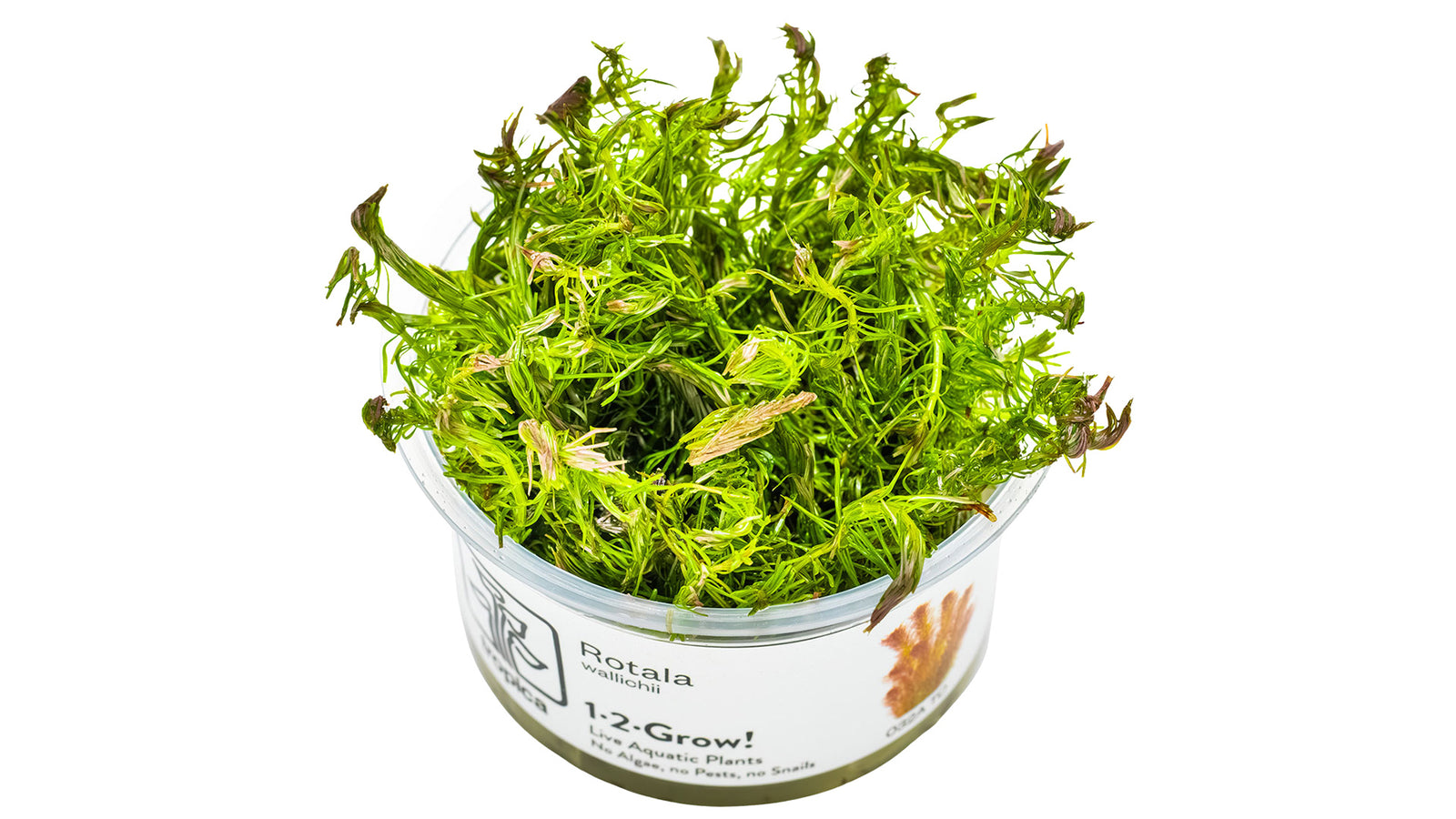 Rotala wallichii InVitro Pflanze