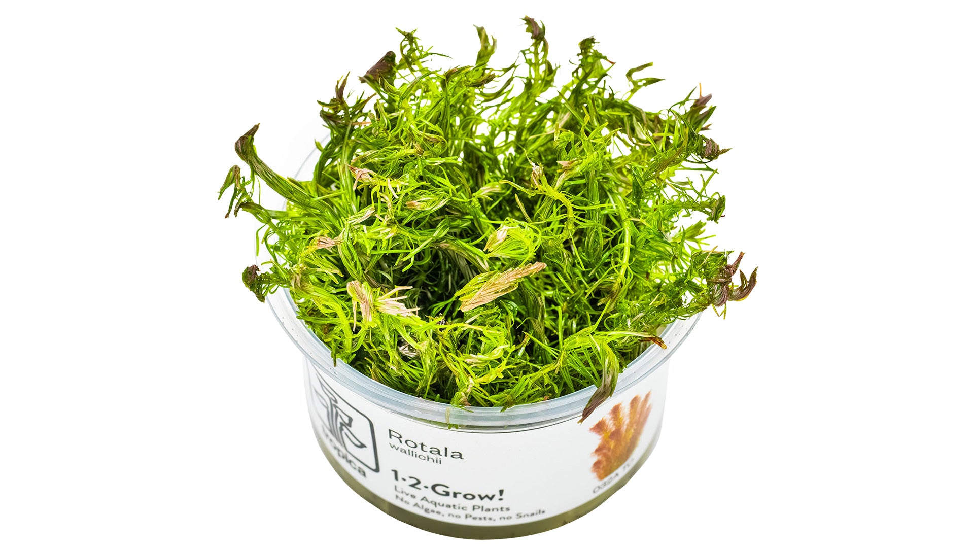 Rotala wallichii InVitro Pflanze