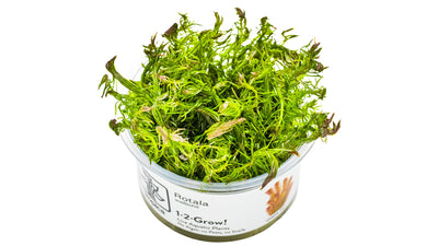 Rotala wallichii