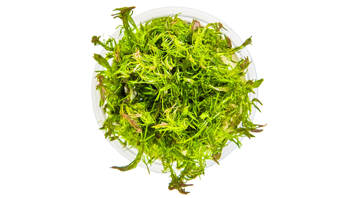 Rotala wallichii von oben