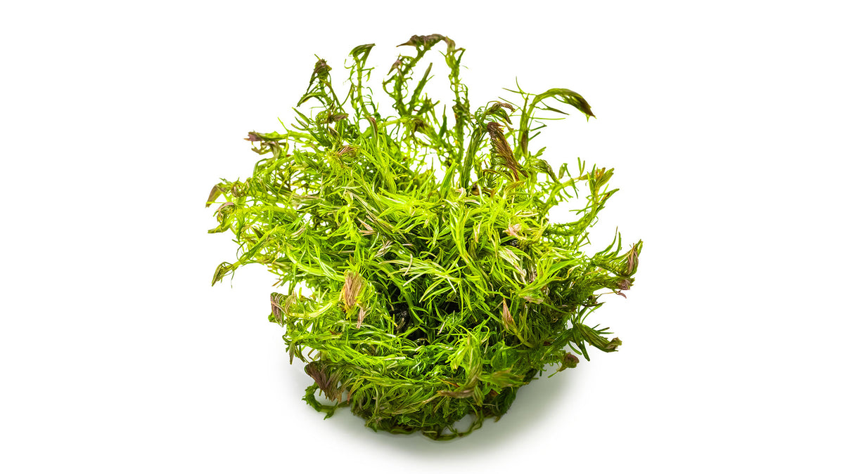 Rotala wallichii