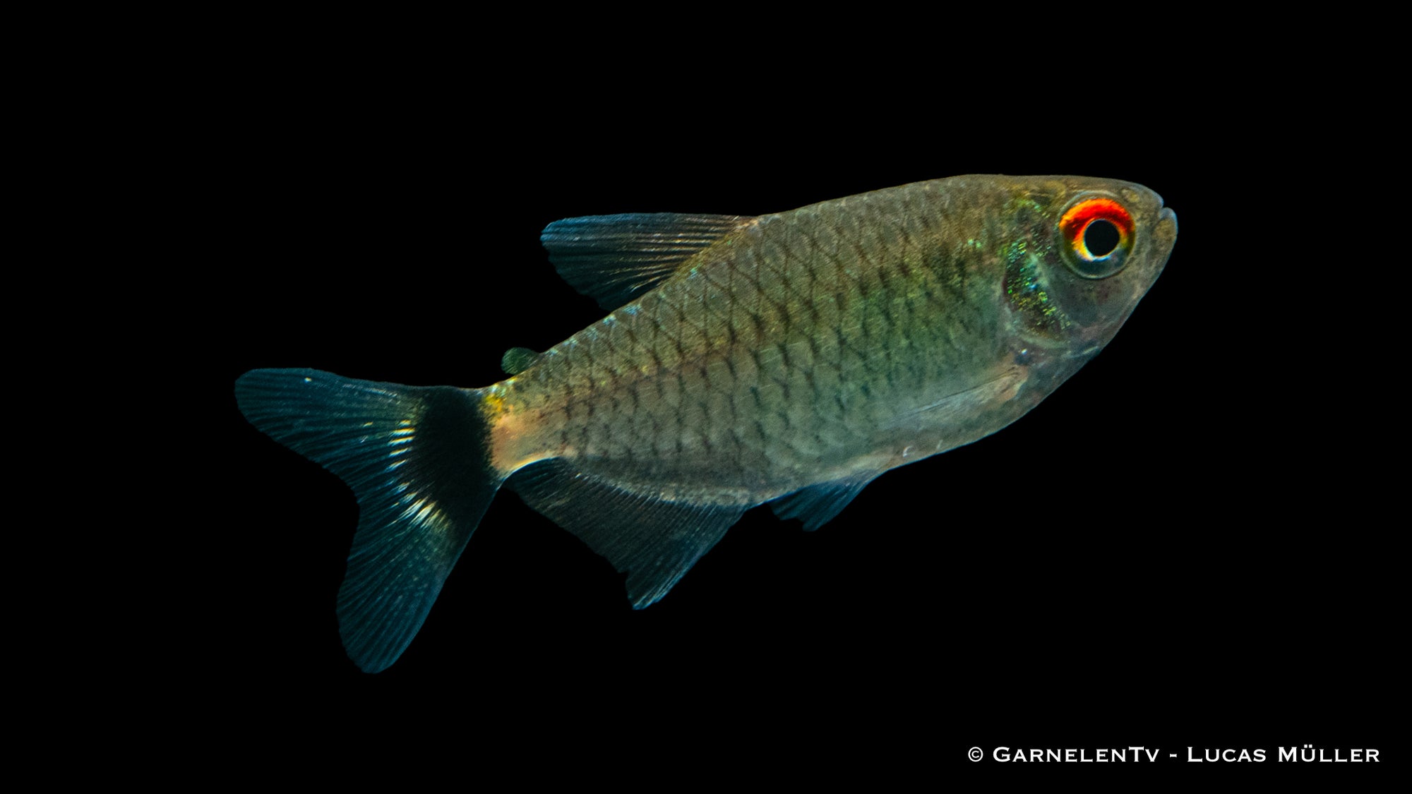 Rotaugenmoenkhausia Fisch (Moenkhausia sanctaefilomenae) im Aquarium