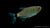 Rotaugenmoenkhausia Fisch (Moenkhausia sanctaefilomenae) im Aquarium