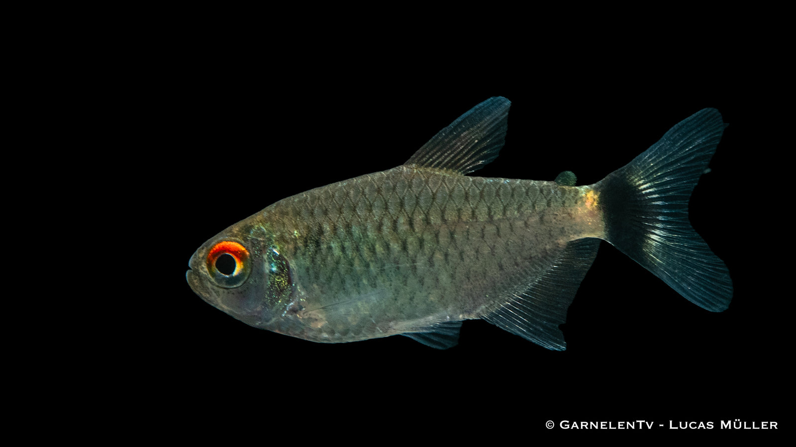 Rotaugenmoenkhausia Fisch (Moenkhausia sanctaefilomenae) im Aquarium