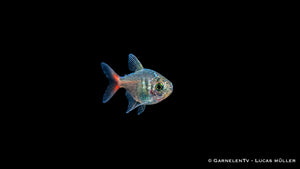Rotblauer Kolumbianer - Hyphessobrycon columbianus
