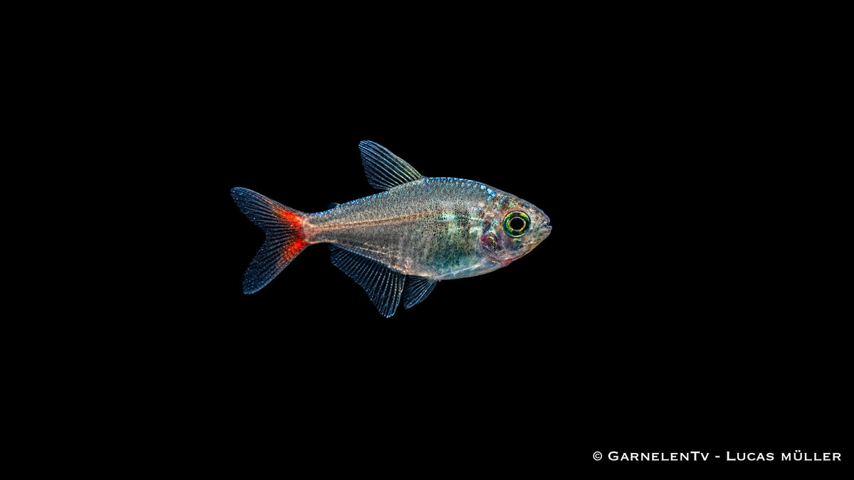 Rotblauer Kolumbianer - Hyphessobrycon columbianus