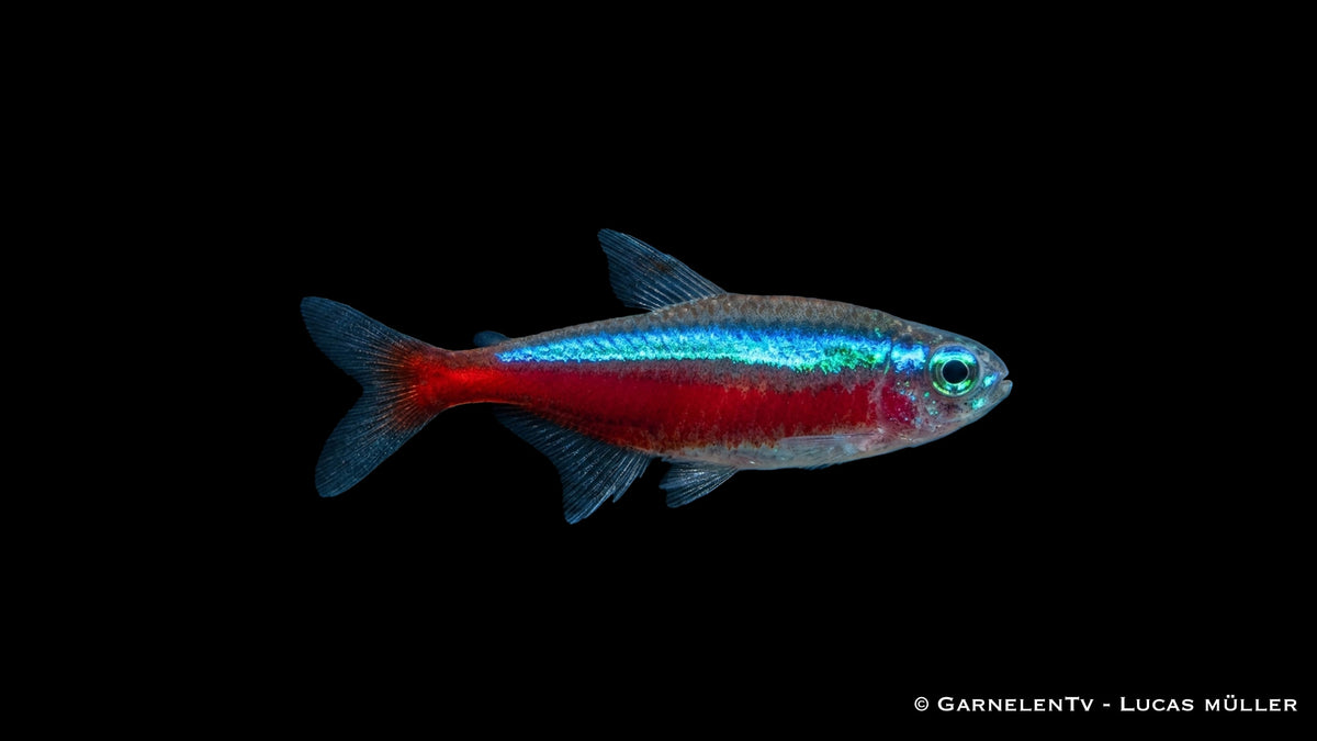 Paracheirodon axelrodi mit leuchtend roter und blauer Färbung im bepflanzten Aquarium
