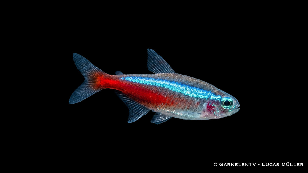 Großer Schwarm Roter Neon im Schwarzwasseraquarium mit Wurzeln