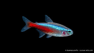 Großer Schwarm Roter Neon im Schwarzwasseraquarium mit Wurzeln