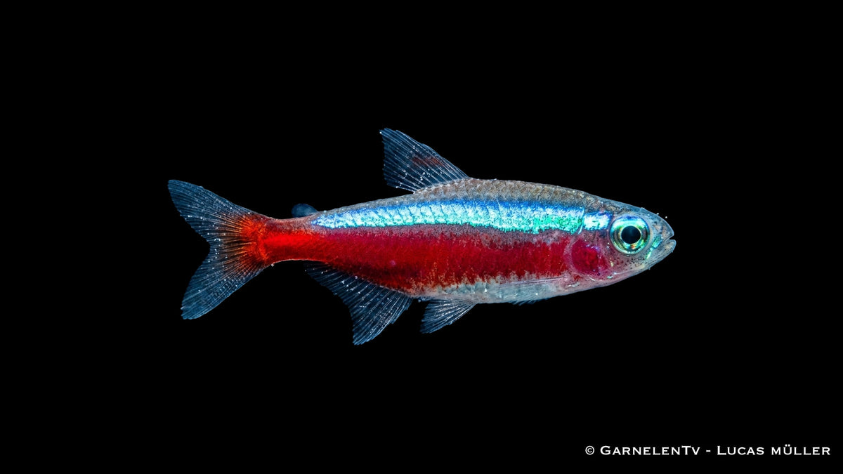 Roter Neon Nahaufnahme mit charakteristischer blauer Linie und intensivem Rot