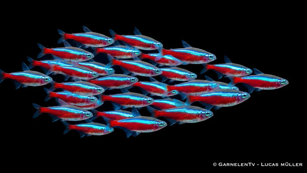 30x Roter Neon - Paracheirodon axelrodi