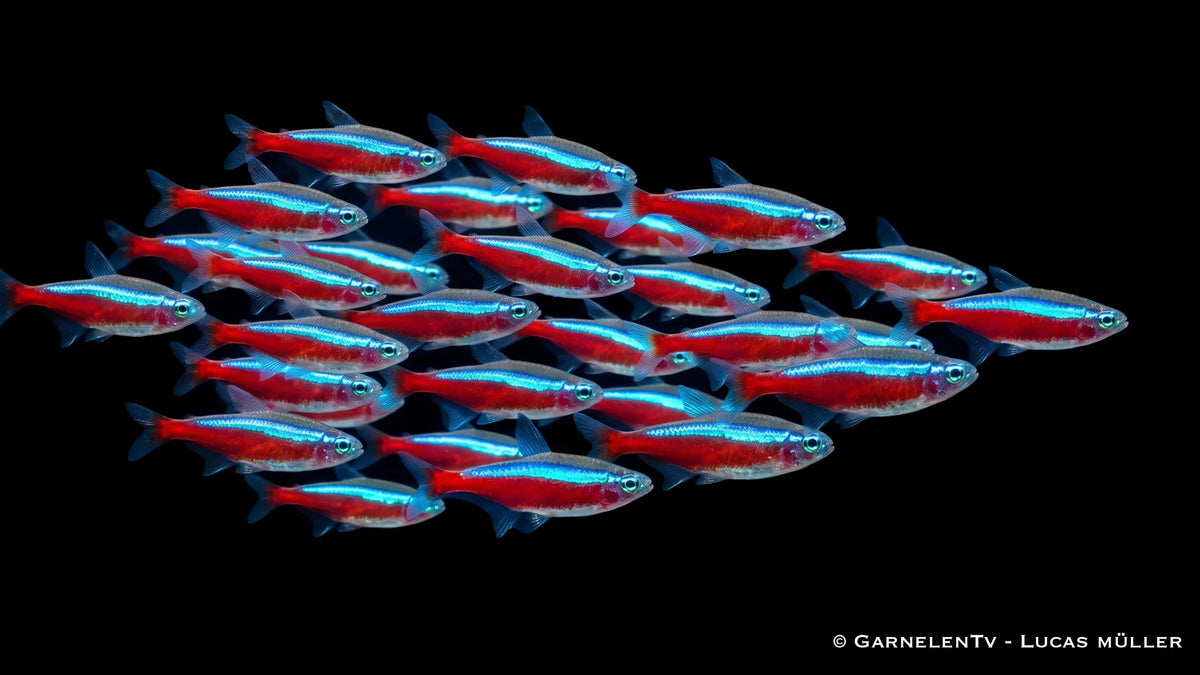 Schwarm Roter Neon in einem Aquascape Aquarium mit viel Platz
