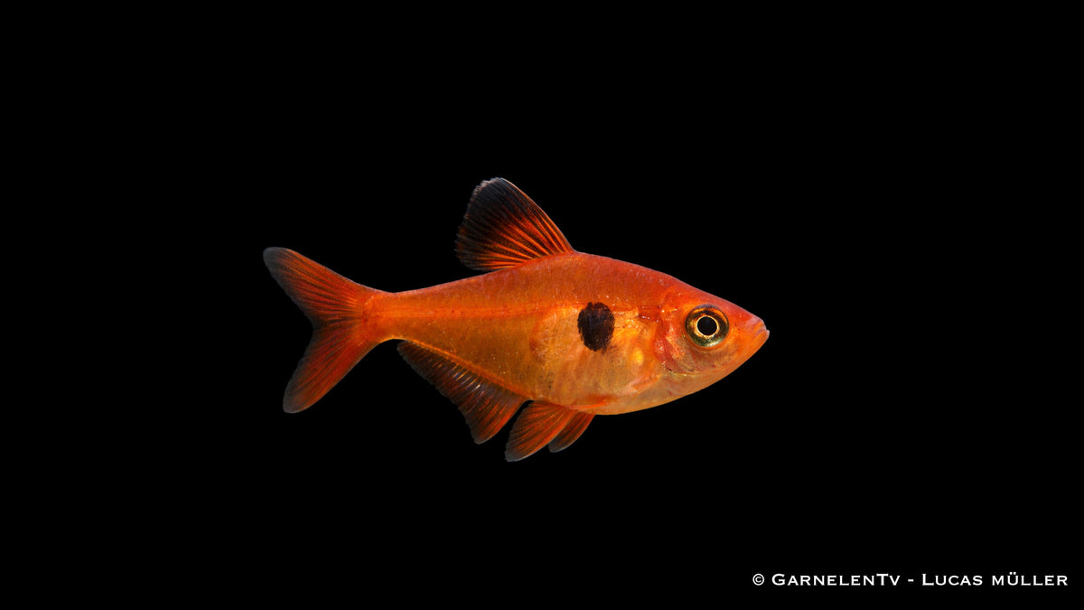 Megalamphodus sweglesi in ruhigem Schwarm in bepflanztem Aquarium, natürliche Umgebung mit Wurzeln und gedämpftem Licht