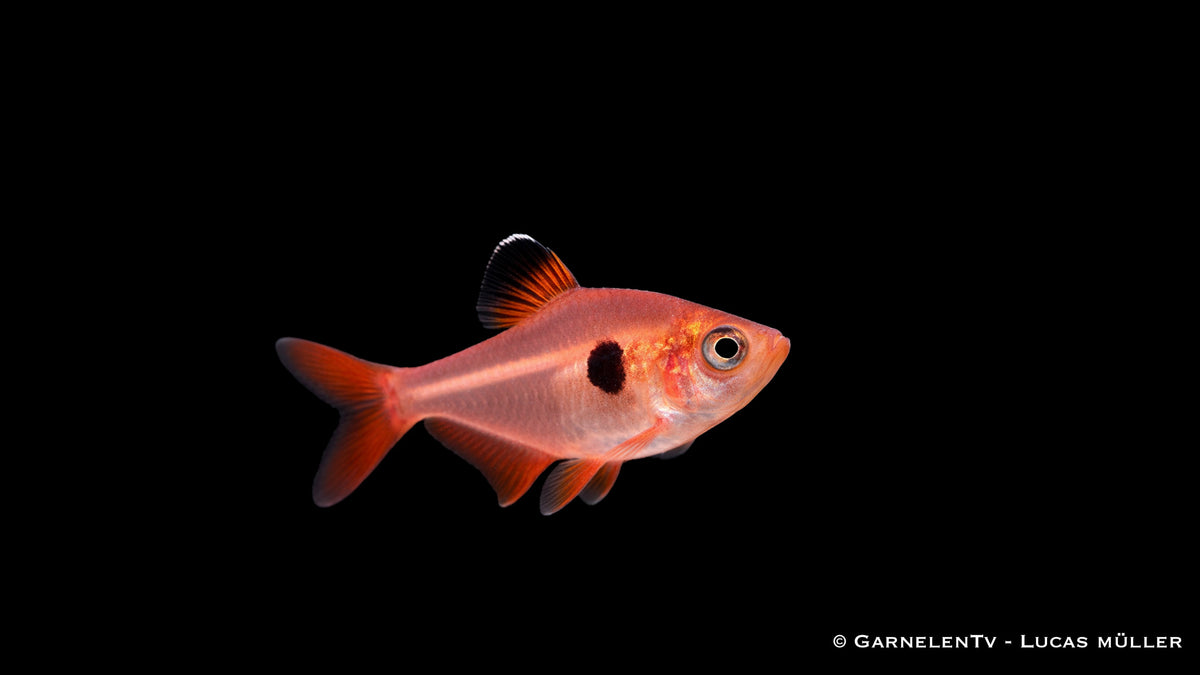 Detailaufnahme eines Roten Phantomsalmlers mit klarer Flossenstruktur und leuchtender Farbe, weiches Licht und hohe Schärfe