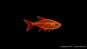 Roter Cherrysalmler - Hyphessobrycon sp. Muzel Red (DNZ)