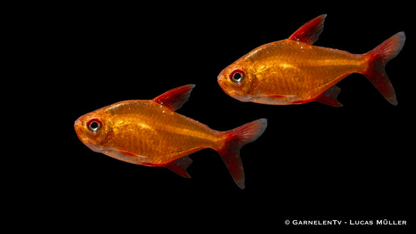 Roter Cherrysalmler  - Hyphessobrycon sp. Muzel Red (DNZ)