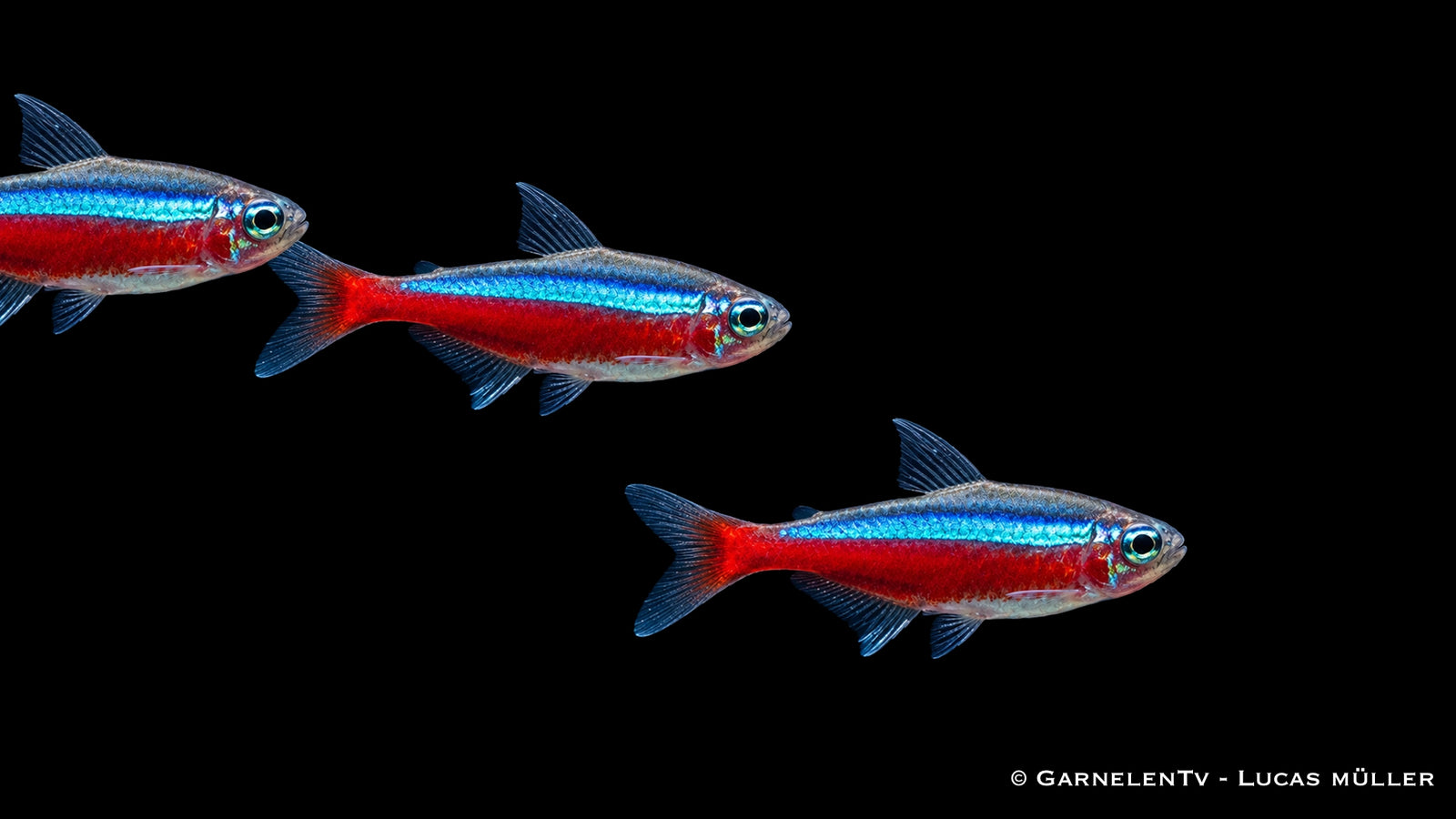 Roter Neon Jumbo - Paracheirodon axelrodi - Deutsche Nachzucht