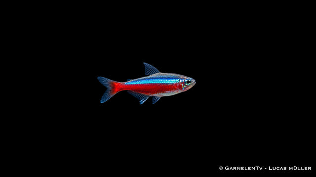 Roter Neon Jumbo - Paracheirodon axelrodi - Deutsche Nachzucht